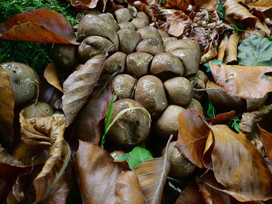 Birnen-Stäubling- Apioperdon pyriforme