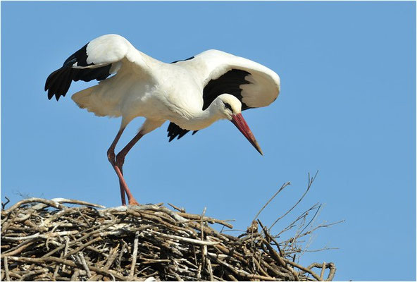 WEISSSTORCH, WHITE STORK, CICONIA CICONIA