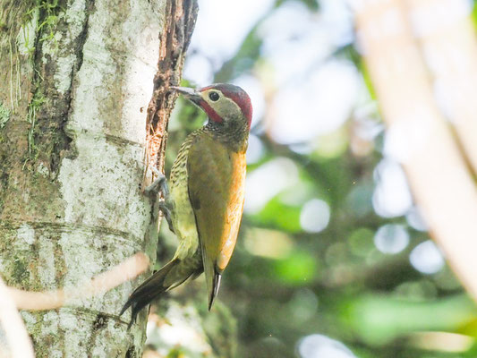 Sperlingsspecht, Little Woodpecker - Veniliornis passerinus