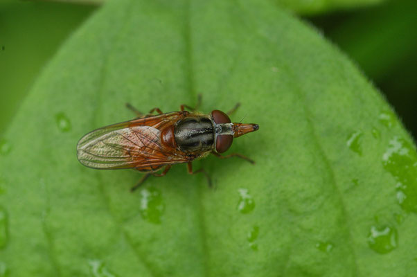 GEMEINE SCHNAUZENSCHWEBFLIEGE, RHINGIA CAMPESTRIS