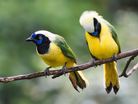 GRÜNHÄHER, GREEN JAY - CYANOCORAX YNCAS