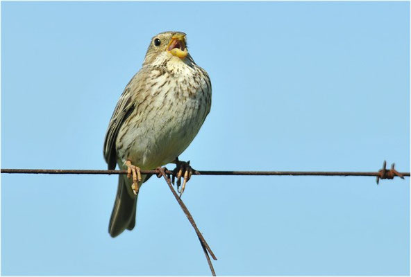 GRAUAMMER, CORN BUNTING, EMBERIZA CALANDRA