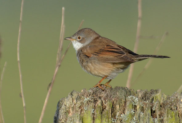 DORNGRASMÜCKE, WHITETHROAT, SYLVIA COMMUNIS