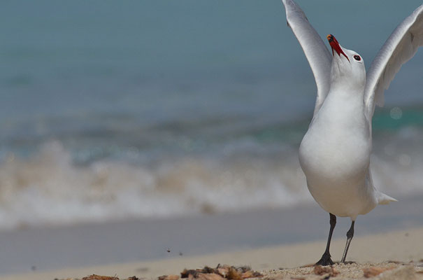 KORALLENMÖWE, AUDOUIN´S GULL, LARUS AUDOUINII
