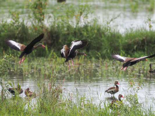 HERBSTPFEIFGANS, BLACK-BELLIED WHISTLING-DUCK - DENDROCYGNA AUTUMNALIS