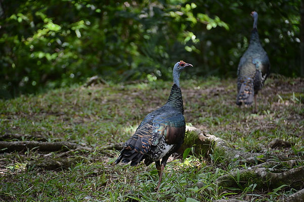 PFAUENTRUTHUHN, OCELLATED TURKEY, MELEAGRIS OCELLATA
