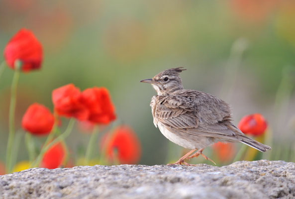 HAUBENLERCHE, CRESTED LARK, GALERIDA CRISTATA