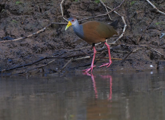 CAYENNERALLE, GRAY-NECKED WOOD-RAIL, ARAMIDES CAJANEA