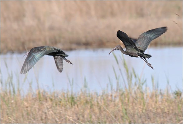 BRAUNER SICHLER, GLOSSY IBIS, PLEGADIS FALCINELLUS