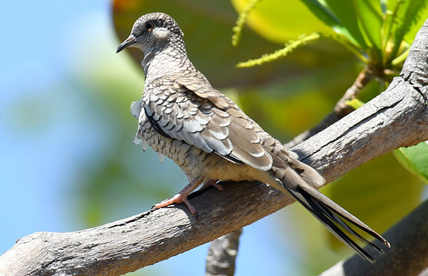 SCHUPPENTÄUBCHEN, SCALED DOVE, COLUMBINA SQUAMMATA