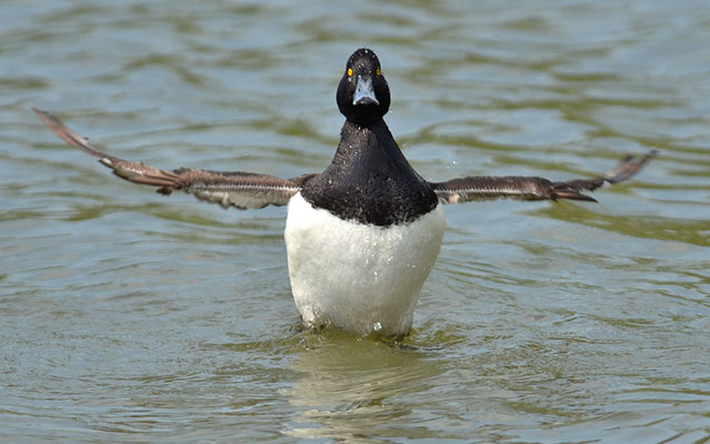 REIHERENTE, TUFTED DUCK, AYTHYA FULIGULA