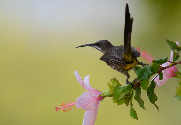 KAPHONIGFRESSER, CAPE SUGARBIRD, PROMEROPS CAFER