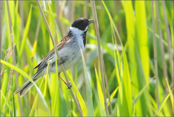 ROHRAMMER, REED BUNTING, EMBERIZA SCHOENICLUS