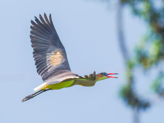 Pfeifreiher, Whistling Heron - Syrigma sibilatrix