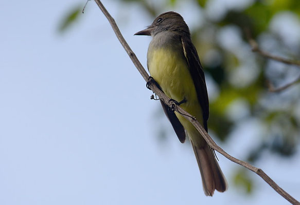 SCHNÄPPERTYRANN, GREAT CRESTED FLYCATCHER, MYIARCHUS CRINITUS