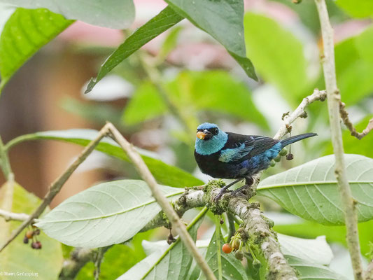 AZURKOPFTANGARE, BLUE-NECKED TANAGER - TANGARA CYANICOLLIS