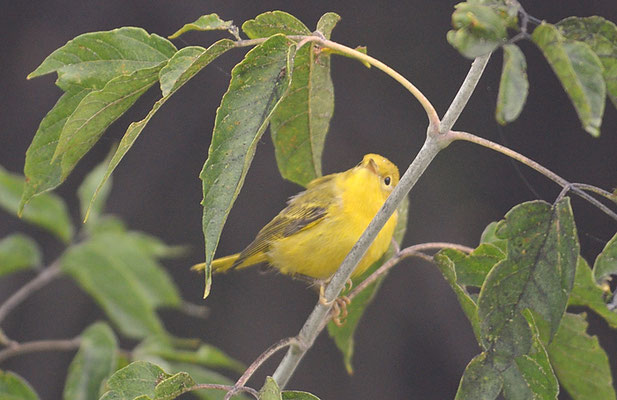 GOLDWALDSÄNGER, YELLOW WARBLER, DENDROICA PETECHIA