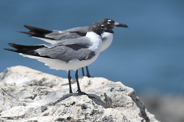 AZTEKENMÖWE, LAUGHING GULL, LEUCOPHAEUS ATRICILLA