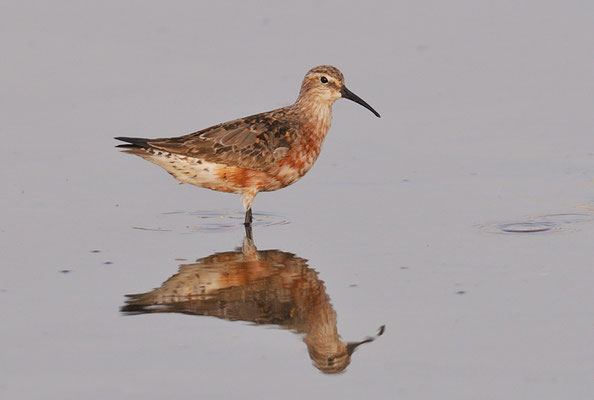 SICHELSTRANDLÄUFER, CURLEW SANDPIPER, CALIDRIS FERRUGINEA