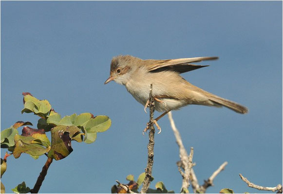 DORNGRASMÜCKE, WHITETHROAT, SYLVIA COMMUNIS