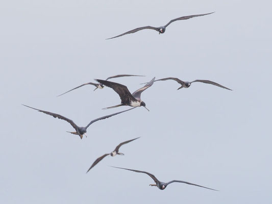 Prachtfregattvogel, Magnificent Frigatebird - Fregata magnifcens