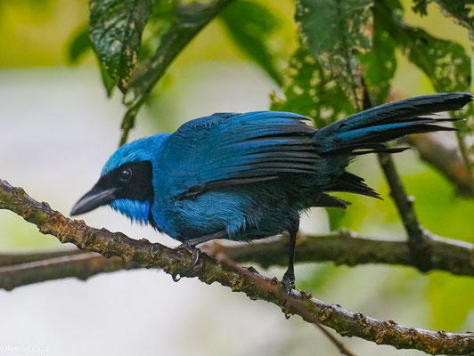 TÜRKISHÄHER, TURQUOISE JAY - CYANOLYCA TURCOSA