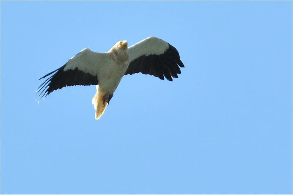 SEEADLER, WHITE-TAILED EAGLE, HALIAEETUS ALBICILLA