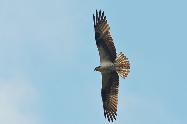 FISCHADLER, OSPREY, PANDION HALIAETUS