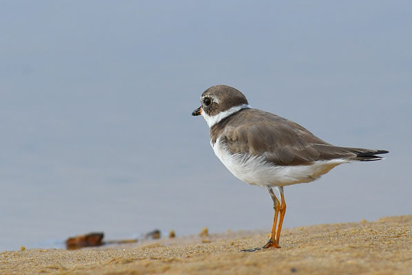 Amerikanischer Sandregenpfeifer, Semipalmated plover, Charadrius semipalmatus