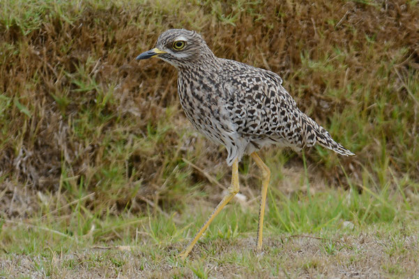 WAFFENKIEBITZ, BLACKSMITH LAPWING, VANELLUS ARMATUS