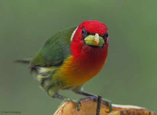 ANDENBARTVOGEL, RED-HEADED BARBET, EUBUCCO BOURCIERII 
