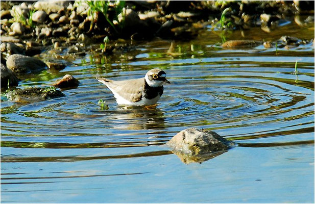 FLUSSREGENPFEIFER, LITTLE RINGED PLOVER, CHARADRIUS DUBIUS