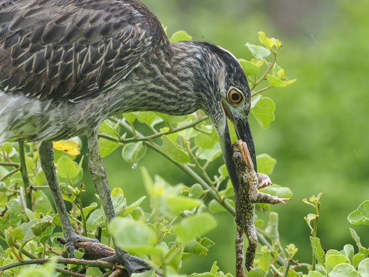 Krabbenreiher, Yellow-crowned Night-Heron - Nyctanassa violacea