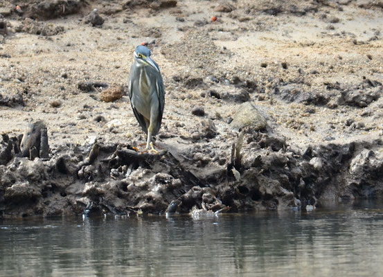 MANGROVENREIHER, LITTLE HERON, BUTORIDES STRIATUS