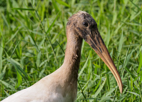 WALDSTORCH, WOOD STORK, MYCTERIA AMERICANA