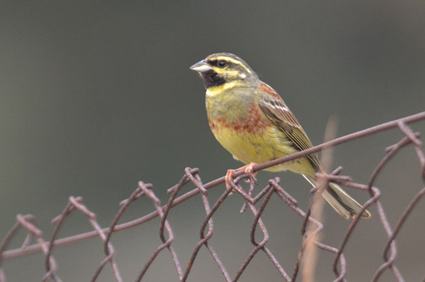 ZAUNAMMER, CIRL BUNTING, EMBERIZA CIRLUS