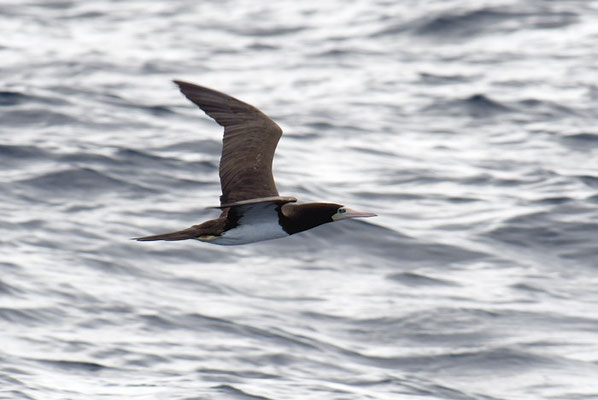 WEISSBAUCHTÖLPEL, BROWN BOOBY, SULA LEUCOGASTER