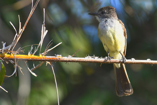 KURZSCHOPFTYRANN, SHORT-CRESTED FLYCATCHER, MYIARCHUS FEROX