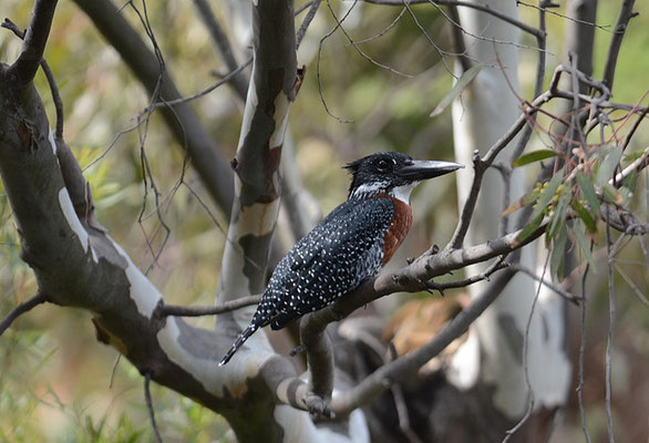 RIESENEISVOGEL, GIANT KINGFISHER, MEGACERYLE MAXIMUS