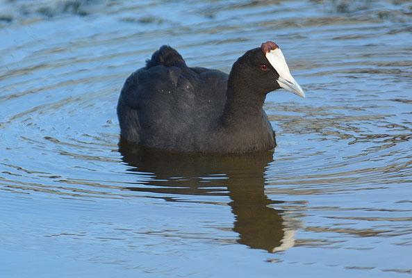 KAMMBLÄSSHUHN, RED-KNOBBED COOT, FULICA CRISTATA