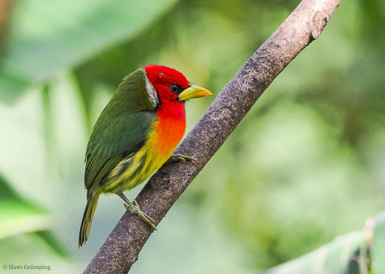 Der Andenbartvogel ( Red-headed Barbet-Aulacorhynchus prasinus) kommt ebenfalls -wenn auch nicht häufig- in Costa Rica zwischen 400 und 1800 m Höhe vor.