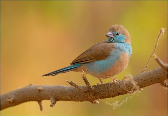 SCHMETTERLINGSFINK, RED-CHEEKED CORDON-BLEU, URAEGINTHUS BENGALUS