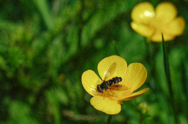 GESTREIFTE NASENSCHWEBFLIEGE, ANASIMYIA LINEATA