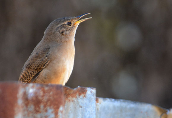 HAUSZAUNKÖNIG, HOUSE WREN, TROGLODYTES AEDON