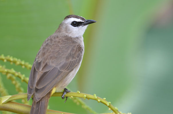 Augenstreifenbülbül, Yellow-vented bulbul, Pycnonotus goiavier