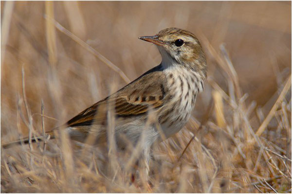 KANARENPIEPER, BERTHELOT´S PIPIT, ANTHUS BERTHELOTII