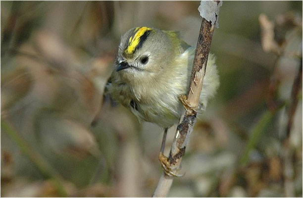 WINTERGOLDHÄHNCHEN, GOLDCREST, REGULUS REGULUS