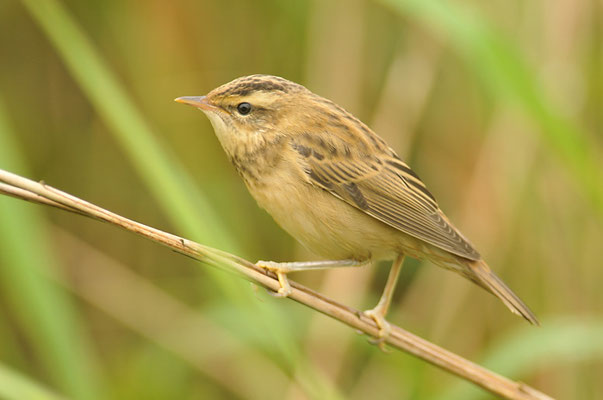 SCHILFROHRSÄNGER, SEDGE WARBLER, ACROCEPHALUS SCHOENOBAENUS