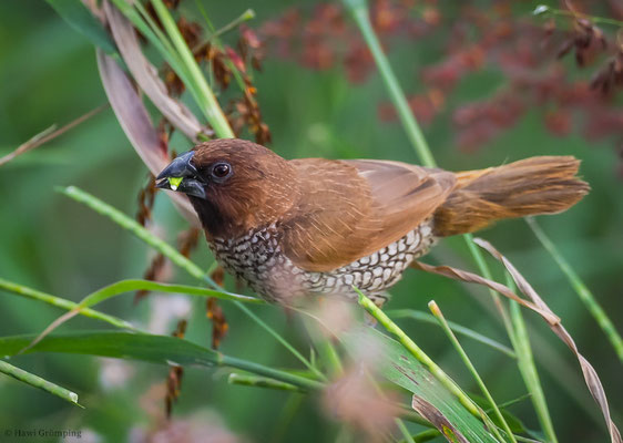 MUSKATFINK, SCALY-BREASTED MUNIA, LONCHURA PUNCTULATA