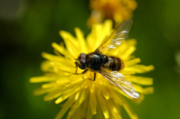 KORBBLÜTLER-ERZSCHWEBFLIEGE, CHEILOSIA CANICULARIS